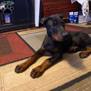Hannah, Doberman Pinscher Puppy